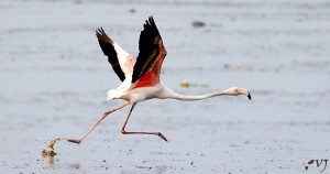 பூநாரை - Greater Flamingo